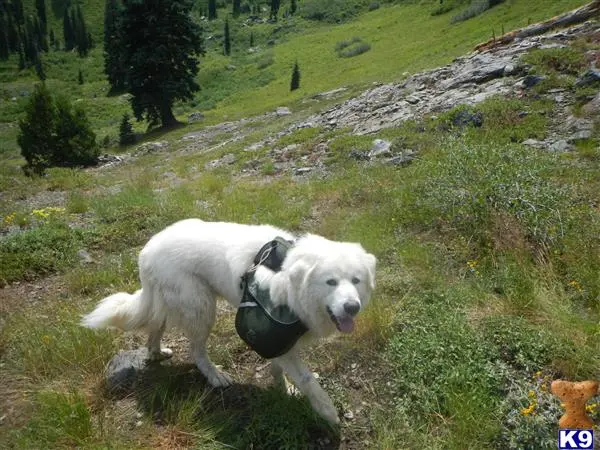 a white great pyrenees dog wearing a harness